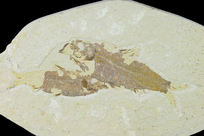 Bargain Pair of Fossil Fish (Knightia) - Green River Formation #138615